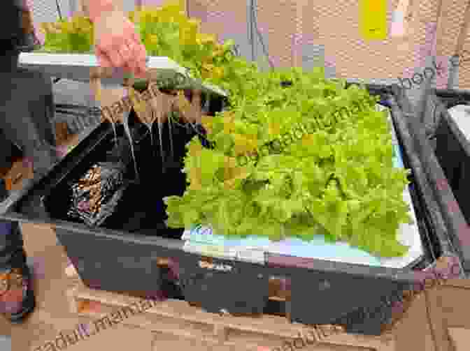 A Child Observing A Small Hydroponic System With Lettuce Plants Suspended In Nutrient Rich Water Gardening For Kids With No Garden: Teach Children Self Sufficiency In Small Spaces Growing Vegetables And Fruits From Seed To Plant In Eco Friendly Grow Bags Brilliant For Patios Balconies Rooftops
