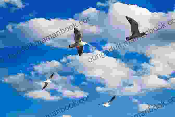 Birds Soaring In A Clear Blue Sky 72 HAIKU HRISHIKESH GOSWAMI