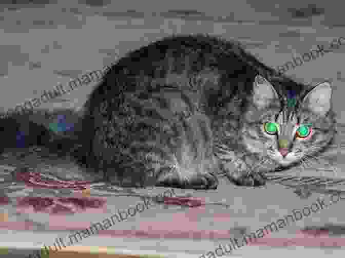 Cat With Night Vision Cats: Awesome Facts You Didn T Know