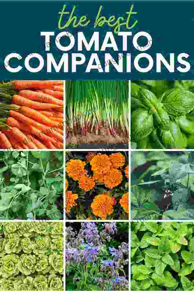Companion Planting Of Carrots And Tomatoes, Illustrating Plant Synergy The Ever Curious Gardener: Using A Little Natural Science For A Much Better Garden