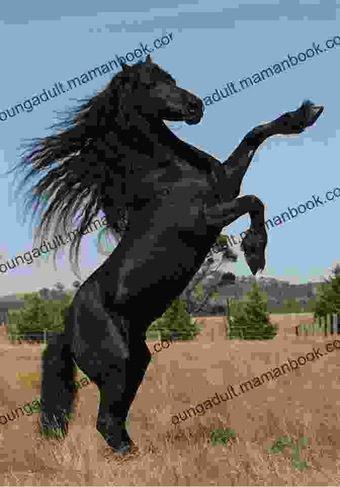 Held By You Riding Tall, A Majestic Black Stallion Standing Tall In The Golden Hour Of Sunrise Held By You (Riding Tall 9)