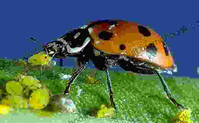 Ladybugs, Natural Predators Of Aphids And Other Pests The Ever Curious Gardener: Using A Little Natural Science For A Much Better Garden