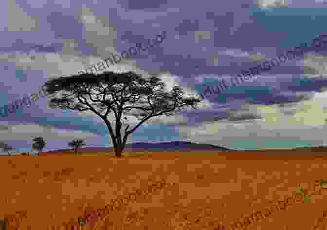 Serengeti Landscape With Vast Plains, Acacia Trees, And Dramatic Clouds Under A Flaming Sky: The Great Hinckley Firestorm Of 1894