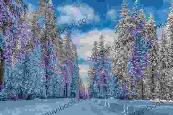 Snow Covered Pine Trees Standing Tall In Winter 72 HAIKU HRISHIKESH GOSWAMI